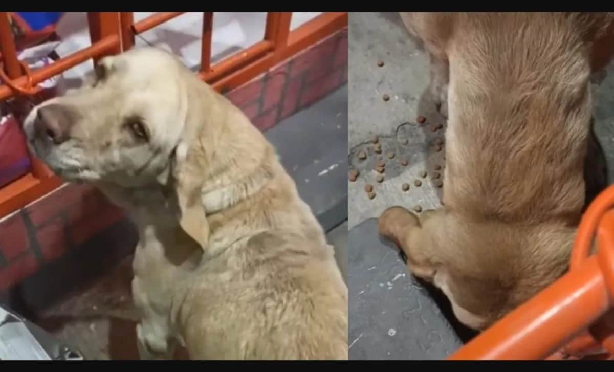 Adoptan a perrita que se hizo viral por "pagar" su comida
