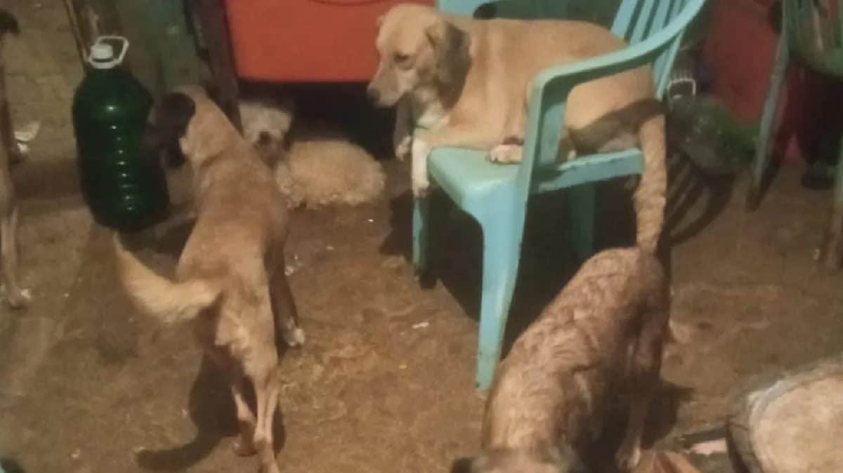Rescatan a 21 perritos encerrados en domicilio de Edomex
