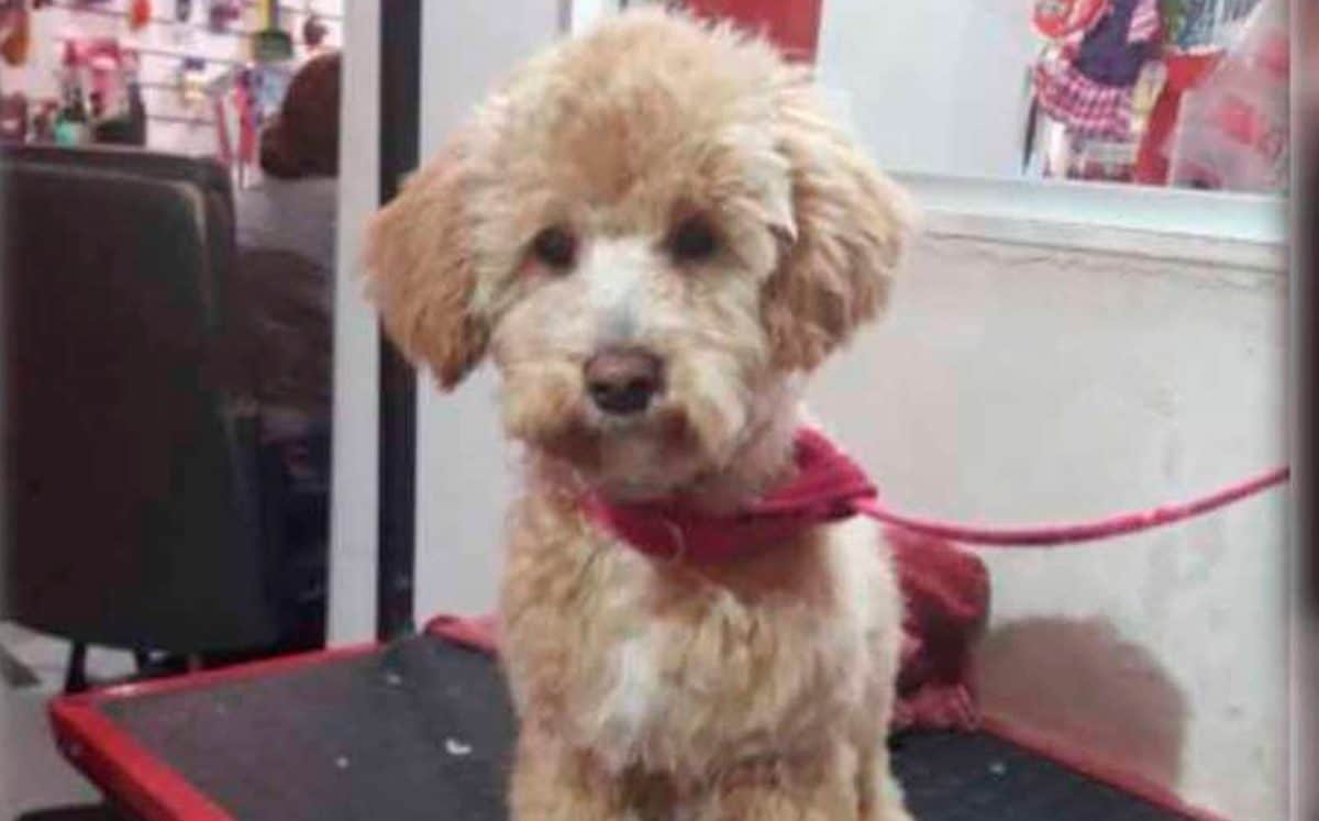 Sujeto abandona a la mascota de su expareja en el veterinario