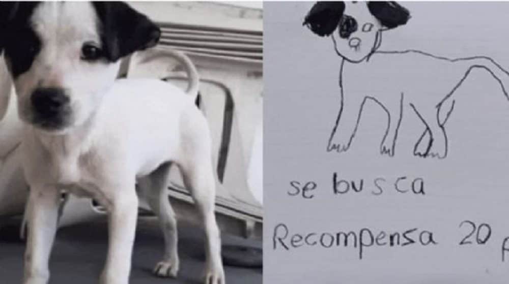 Con un dibujo, niñas recuperan a su perrito perdido en Nuevo León