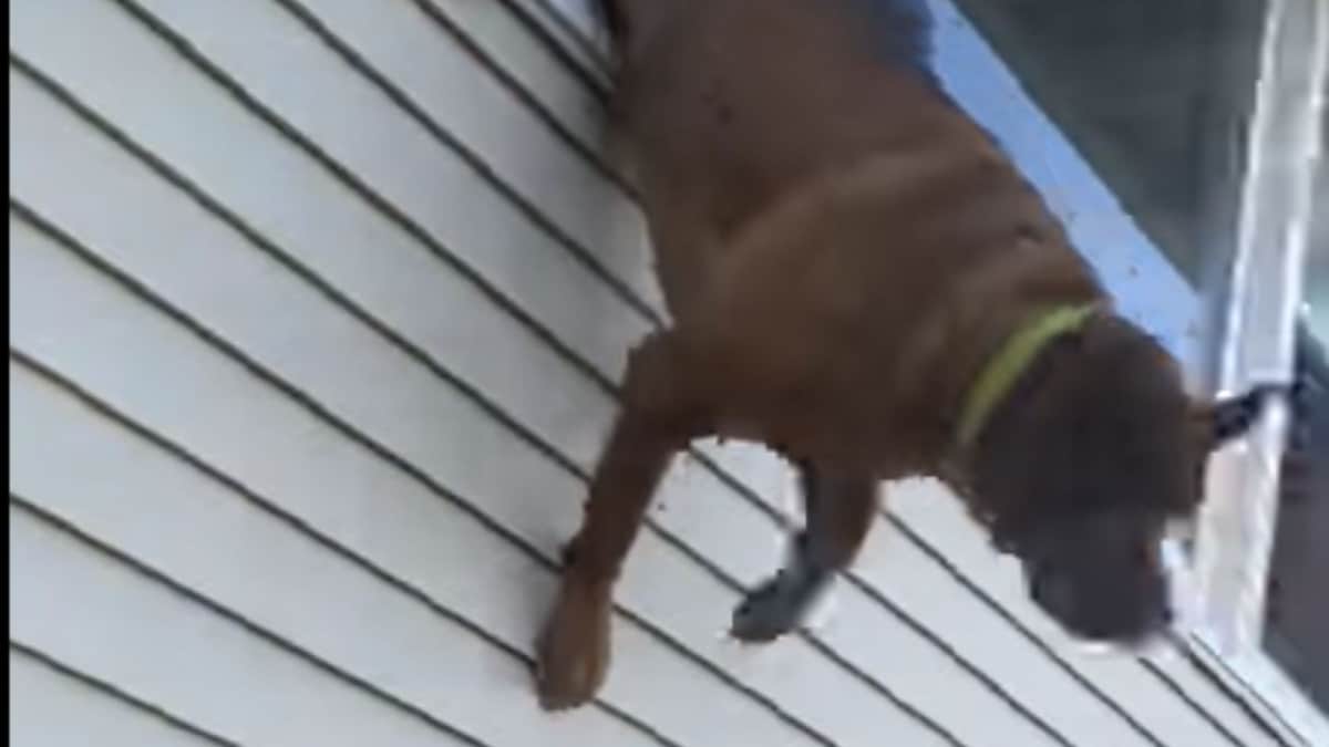 VIDEO: Perro salta por una ventana para escapar de un incendio