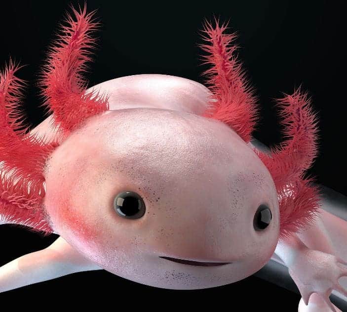 ¡100 oportunidades! "Adopta" a un ajolote y ayuda a salvar la especie