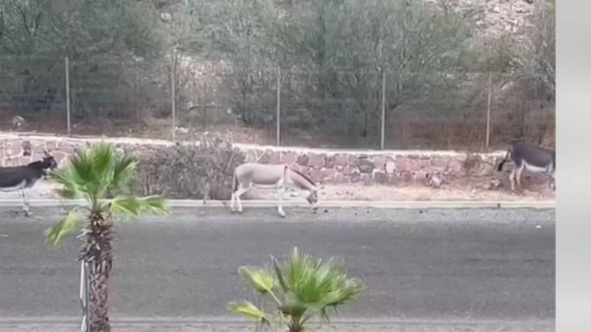 "Los amarraron de patas": Exhiben maltrato animal en contra de burros (+VIDEO)