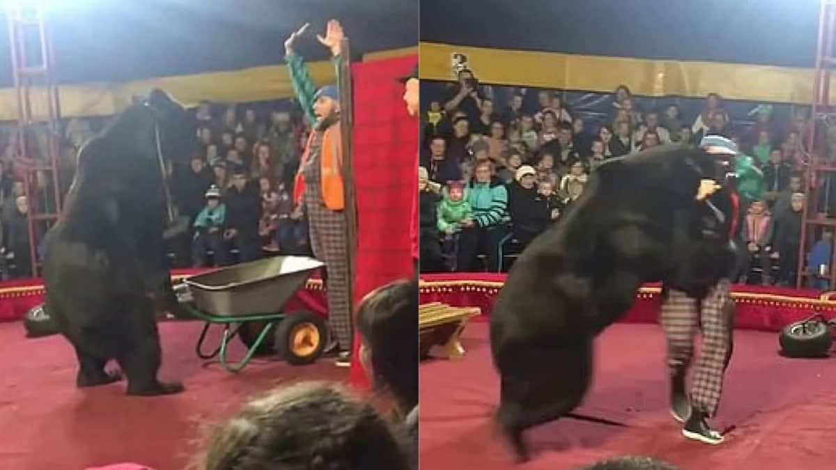 VIDEO: Oso ataca a su domador en plena función de circo
