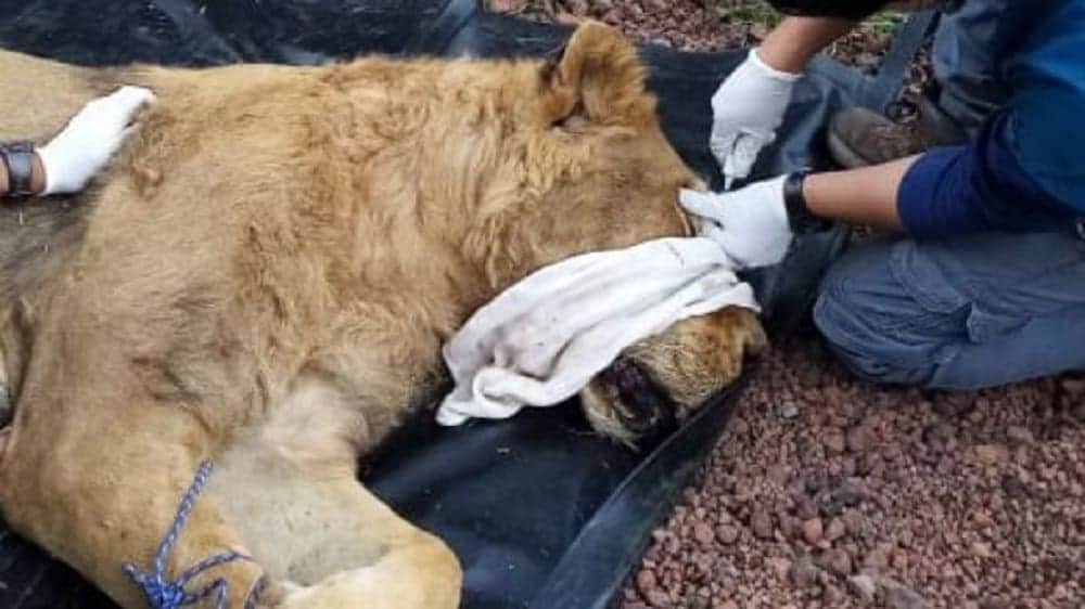 Trasladan a tres leones y un tigre de Black Jaguar al Zoológico de Morelia