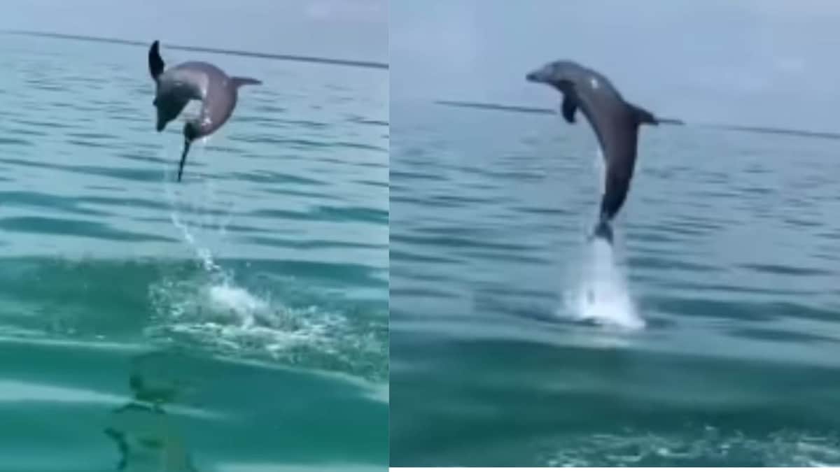 VIDEO: Sorprende familia de delfines nadando y saltando en la bahía de Chetumal