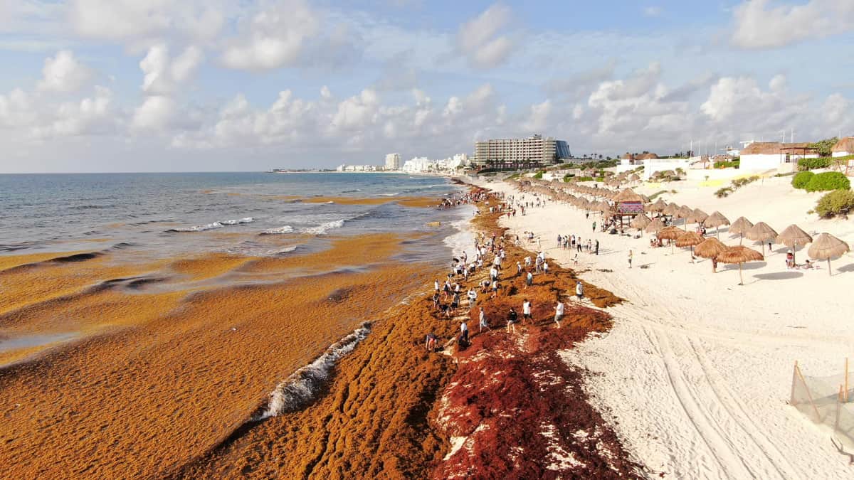 Cinco empresas persiguen permisos para transformar el sargazo en Quintana Roo