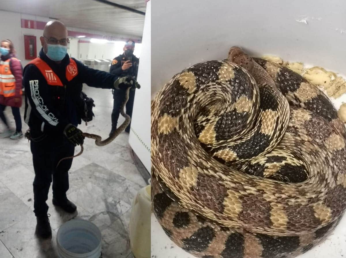 Hallan serpiente de metro y medio en los pasillos del metro de CDMX