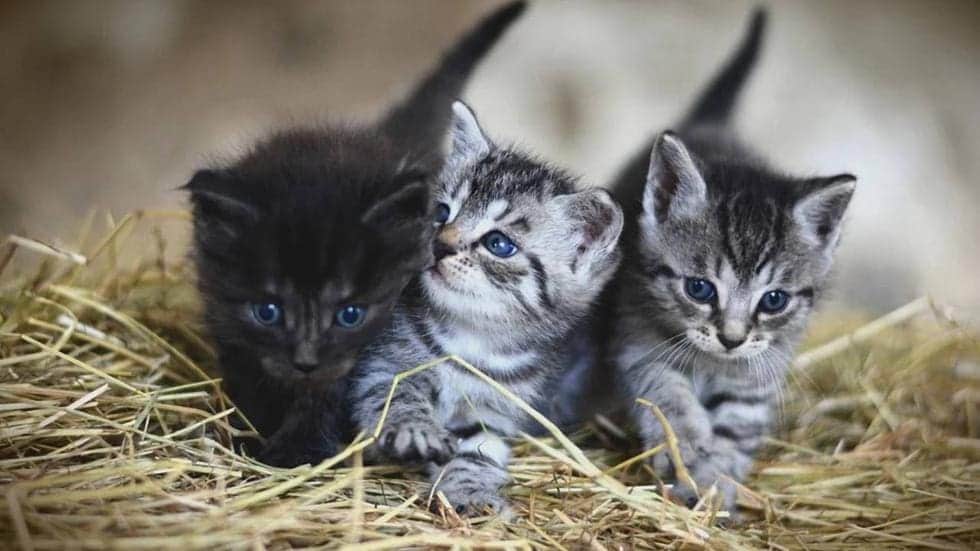 Día Internacional del Gato: ¿Por qué se celebra tres veces al año a los 'michis'?