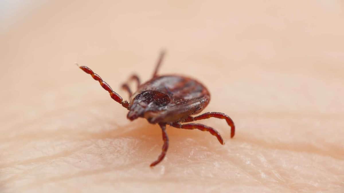 Fallece niña de cuatros años tras picadura de garrapata en Chihuahua