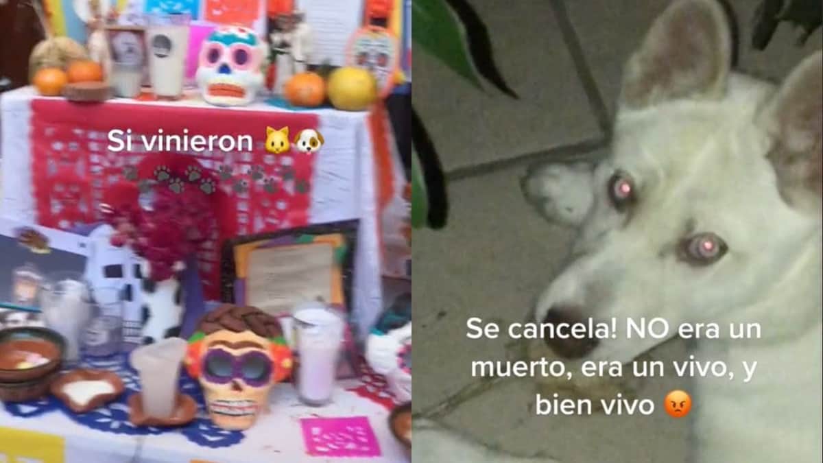 VIDEO: Captan a perrito comiéndose la ofrenda de Día de Muertos