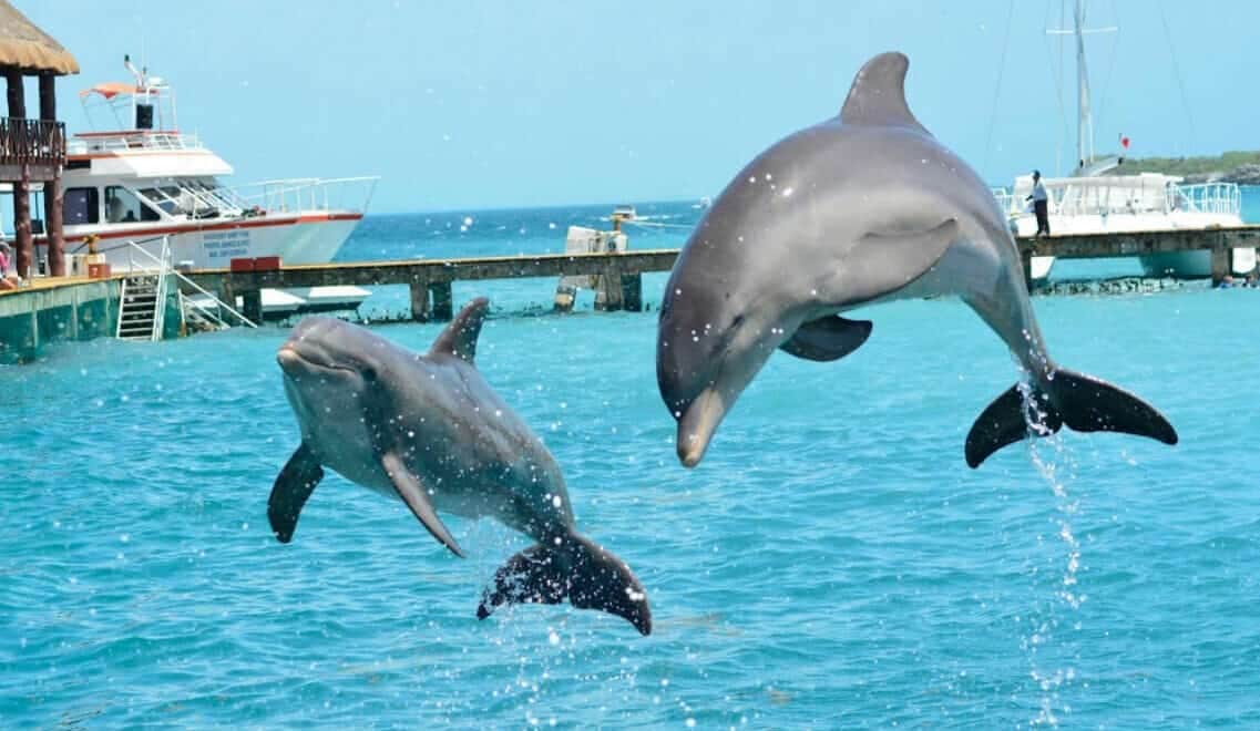 Defensores de delfinarios piden a senadores desechar iniciativa que prohíbe reproducción de delfines en cautiverio