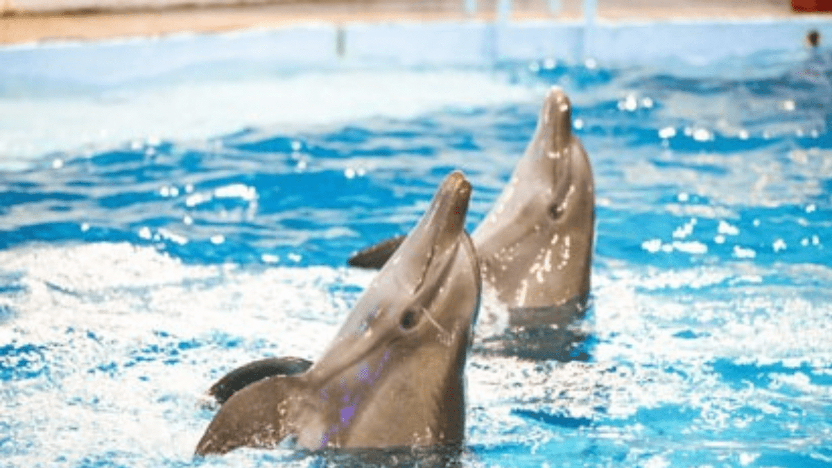 Ley que prohíbe shows de mamíferos marinos amenaza su bienestar: Dolphin Discovery