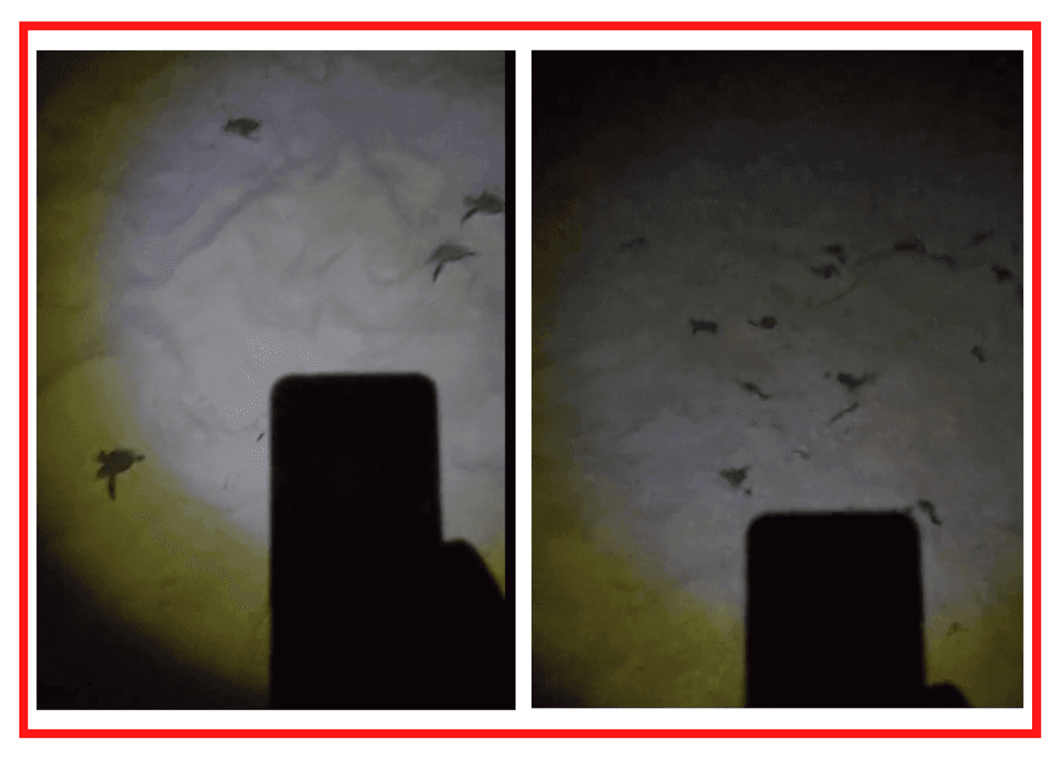 VIDEO: Por likes, graba a tortugas eclosionando en Playa del Carmen y las desorienta