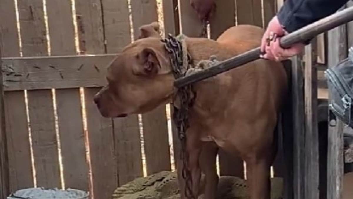 VIDEO: Rescatan a perrito que fue encerrado con candado en una caja de madera