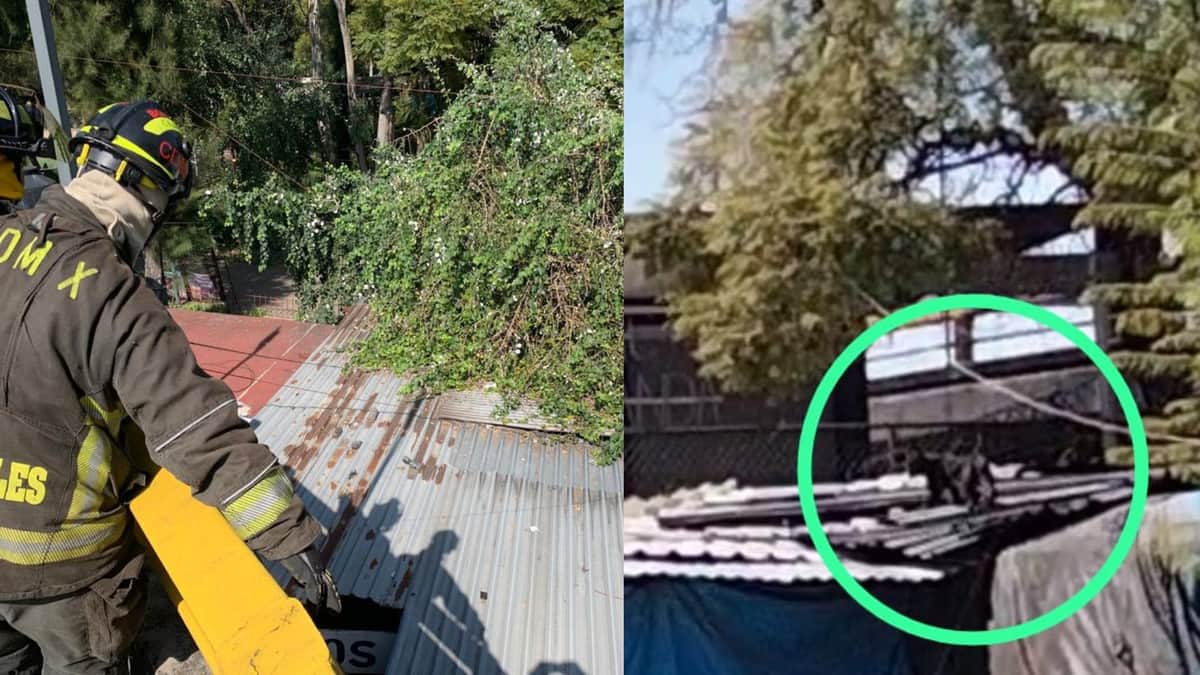 VIDEO: Captan a pantera deambulando cerca de estación de metro en CDMX