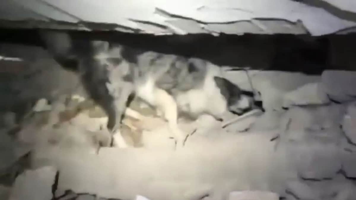 VIDEO: Perrito rescatista mexicano localiza a una persona bajo los escombros en Turquía