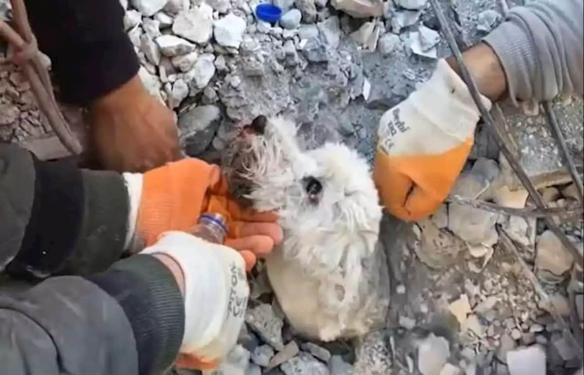 VIDEO: Perrito asoma la cabeza para ser rescatado tras terremoto en Turquía