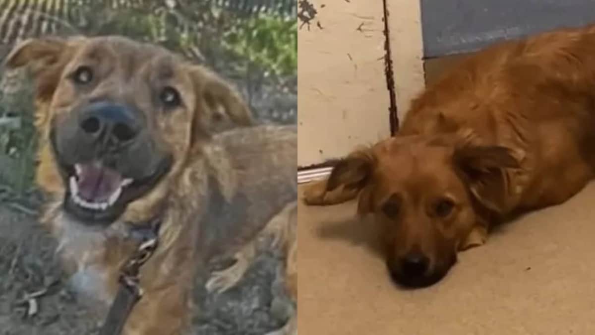 Video: Devuelven a perrita a refugio y cae en depresión