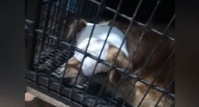 Exigen justicia para Zeus, perrito de Oaxaca al que un sujeto le quitó los ojos con un picahielo