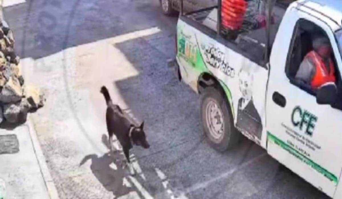 VIDEO: Empleados de CFE golpean con varilla a perrito en Puebla