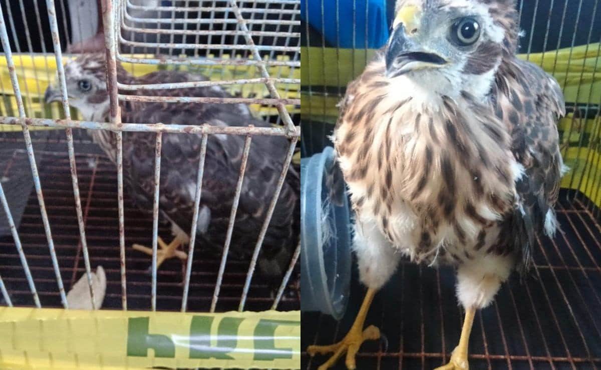 Rescatan a águila atrapada en el patio de una casa en México