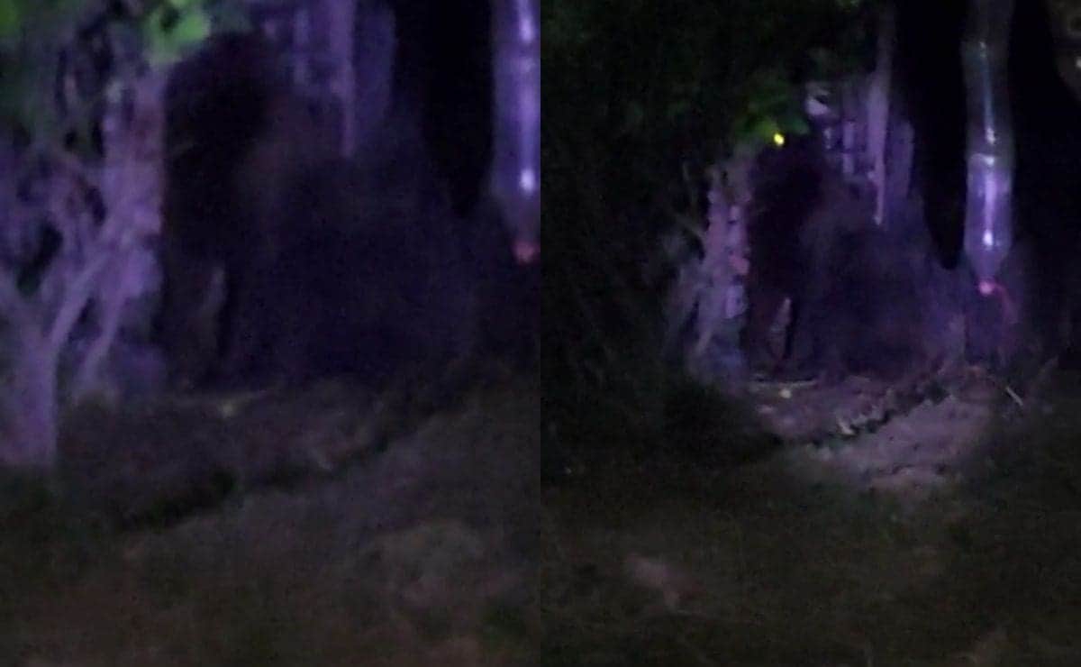 VIDEO: Gorila suelto causa alerta en Hidalgo