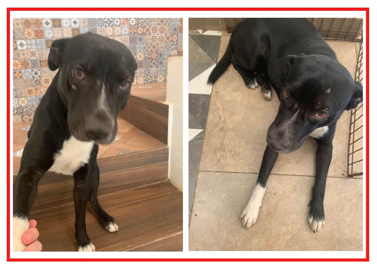 ¡AYUDA URGENTE! Pagan mil 500 pesos mensuales a familia que adopte a "Buddy"