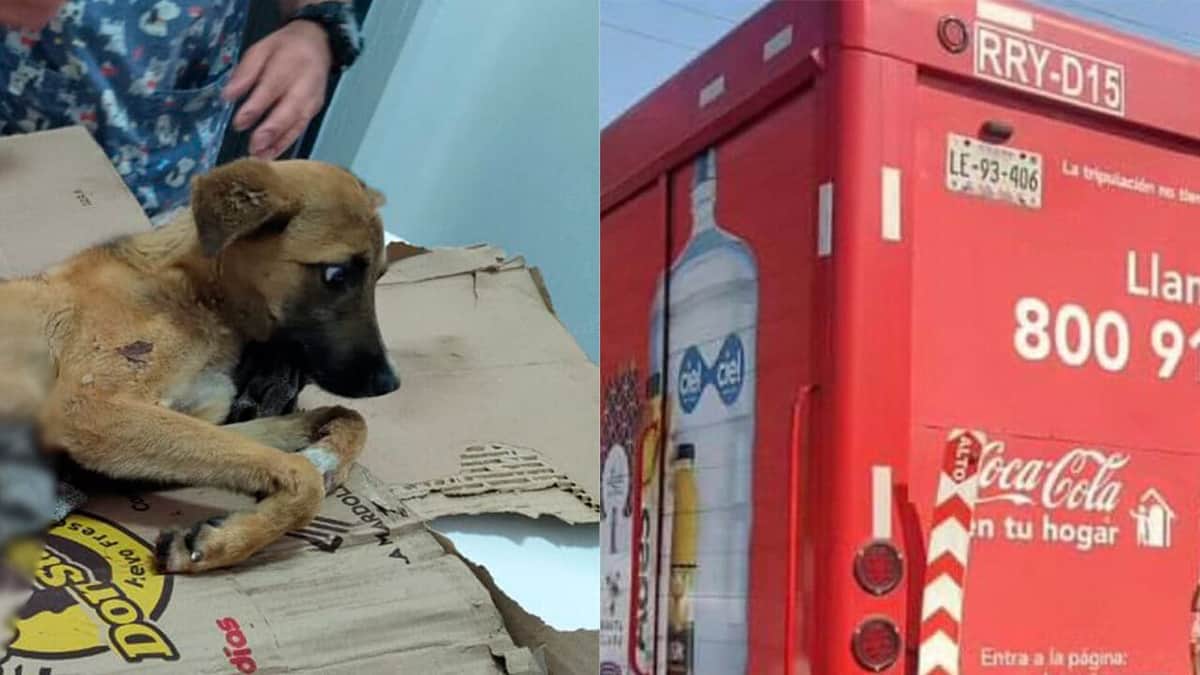 VIDEO: Camión de Coca-Cola arrastra a perrito por calles del Edomex