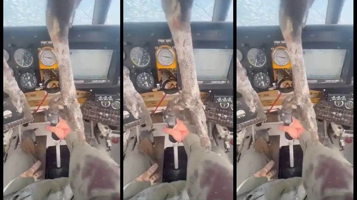 Video: Un ave enorme impacta y queda incrustada en una avioneta en pleno vuelo en Ecuador