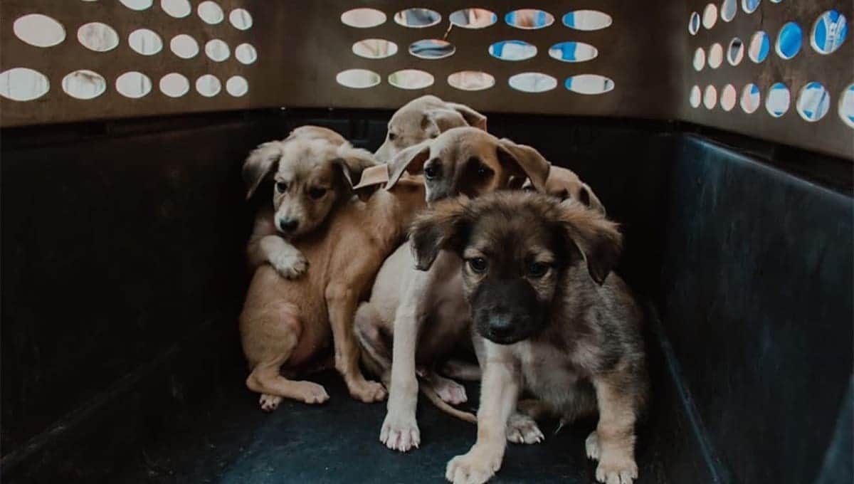 Rescatan a 60 perritos que iban a vender para ‘rituales de santería’ en CDMX