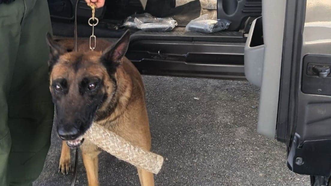 Perro policía ayuda a encontrar cargamento de fentanilo, suficiente para matar a 48 millones de personas