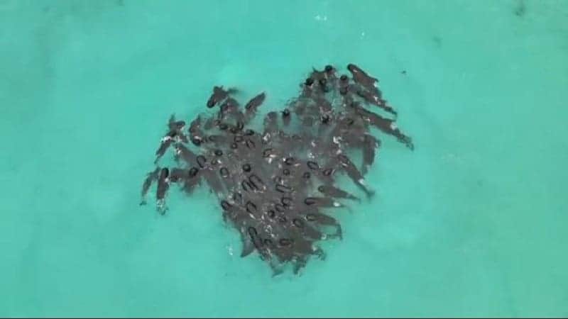 Video: Mueren más de 50 ballenas varadas en Australia