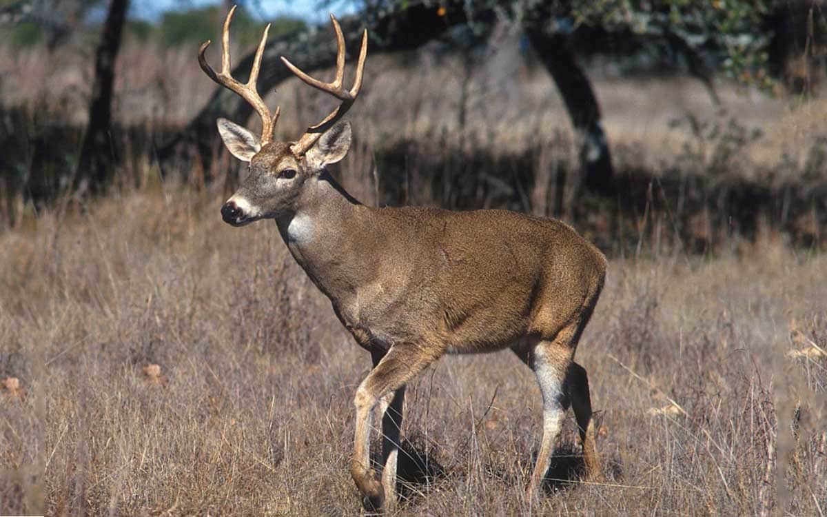 Apedrean hasta la muerte a un venado cola blanca en Guanajuato