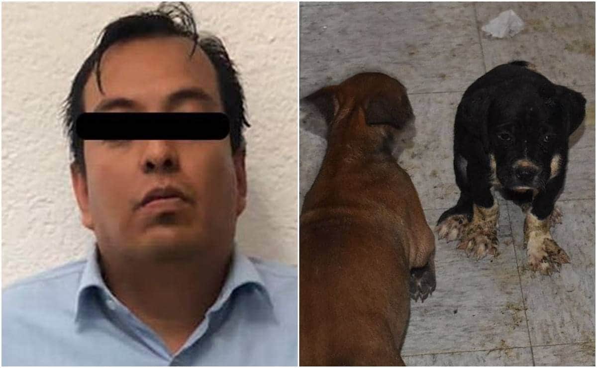Padre que agredió a maestra de kínder también será investigado por maltrato animal