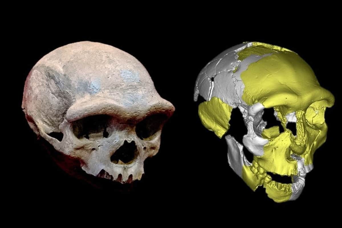 Descubren en China un cráneo de 300 mil años de antigüedad que no se parece a ningún humano primitivo