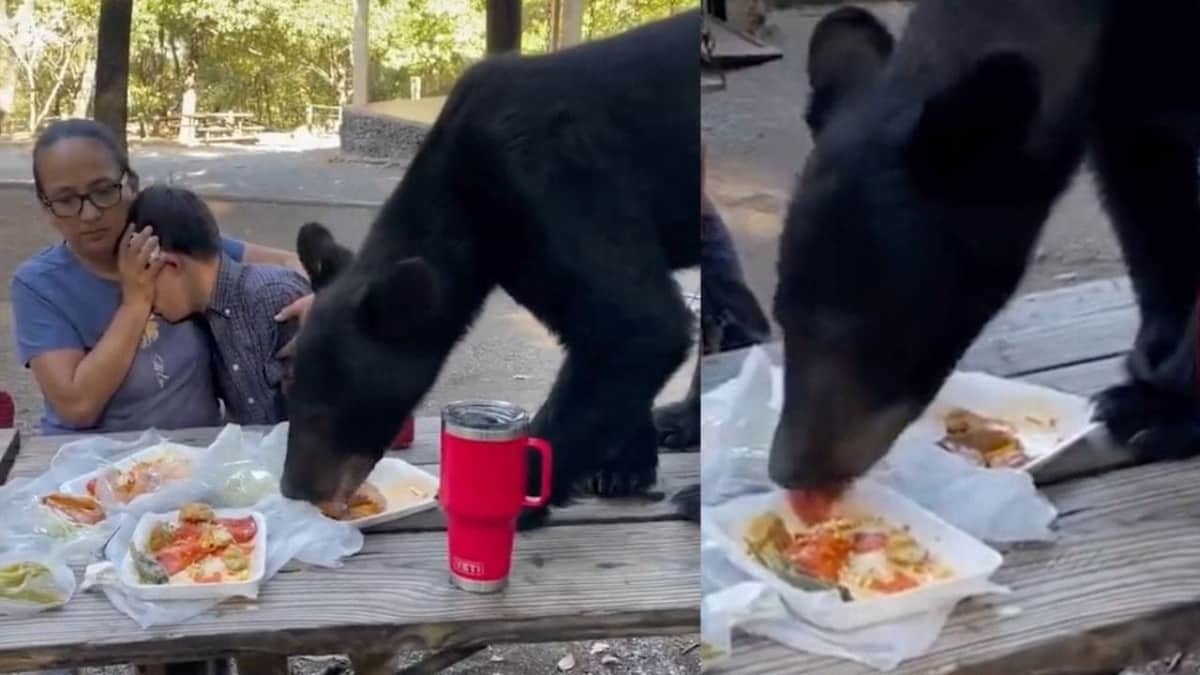VIDEO: Oso se sube a mesa y devora el almuerzo de una familia en parque de Nuevo León