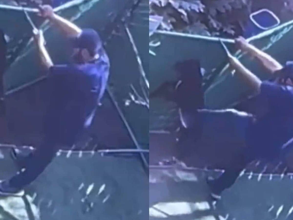 VIDEO: Exhiben maltrato animal en hotel para perros "Dogtime" en CDMX