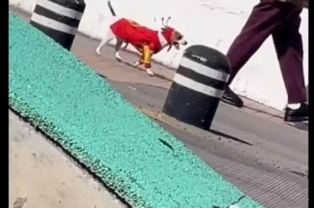 VIDEO: Perrito con atuendo del Chapulín Colorado roba miradas en TikTok