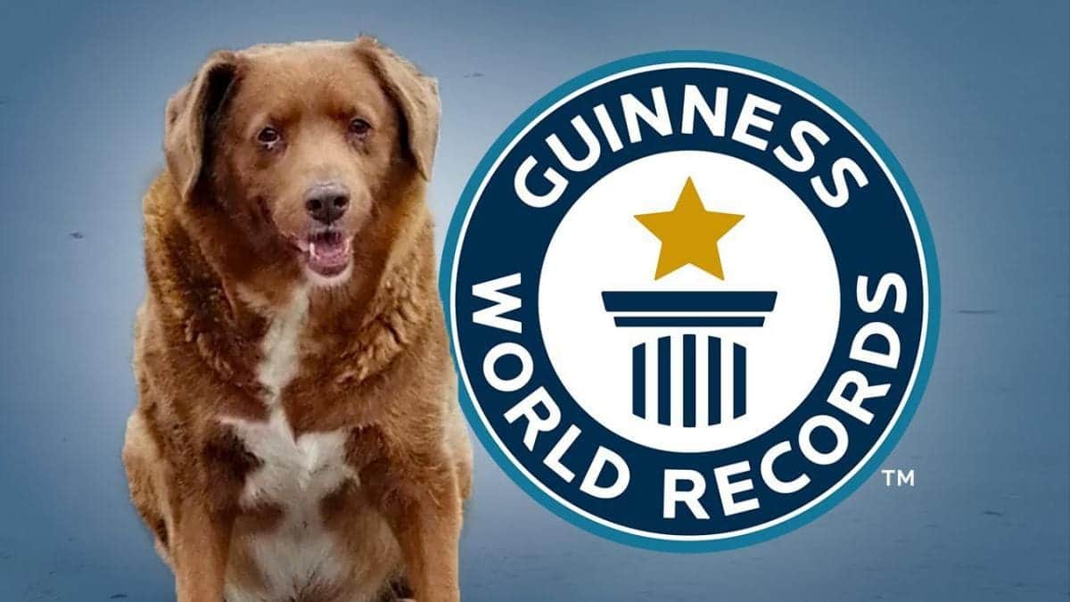 Bobi, el perro más longevo que ganó un Guinness World Records, falleció en Portugal