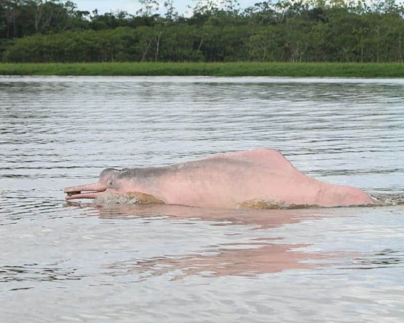 Encuentran más de 100 delfines rosados muertos en Brasil en medio de la sequía del río Amazonas