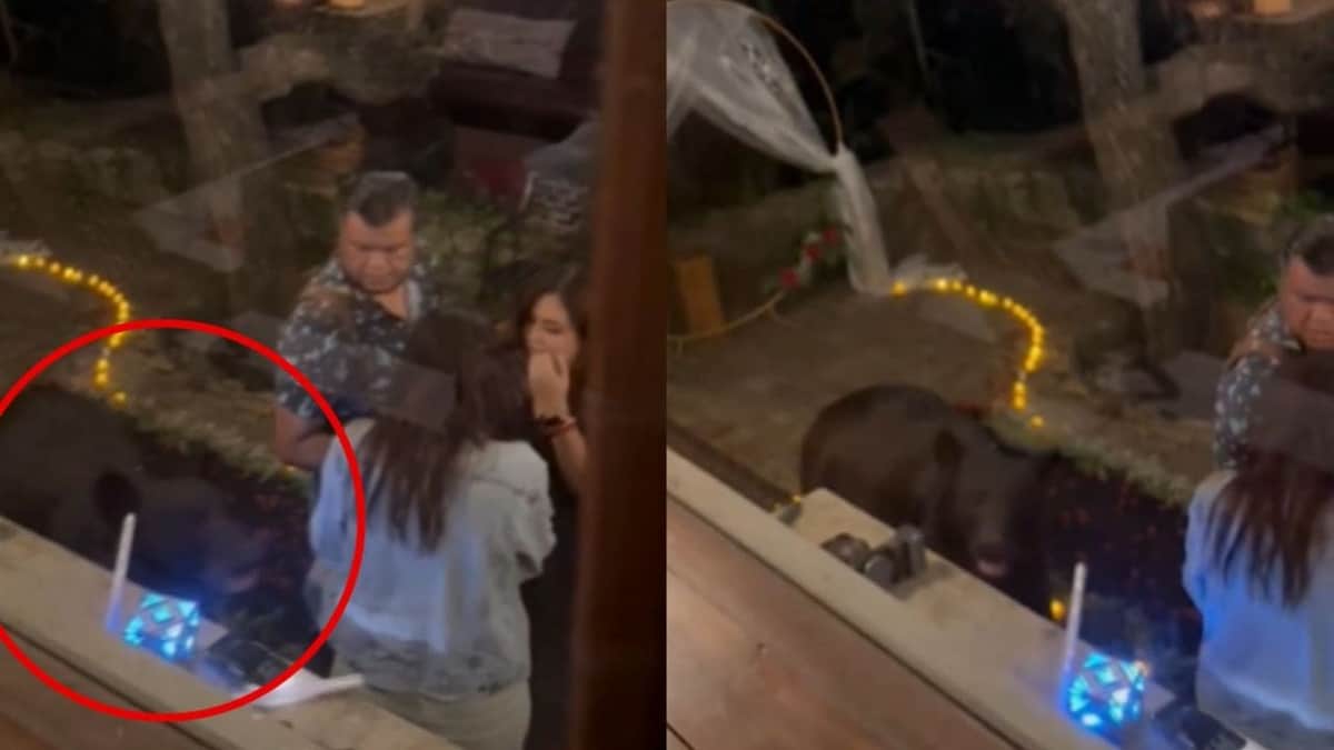 Video: Oso interrumpe propuesta de matrimonio en Nuevo León