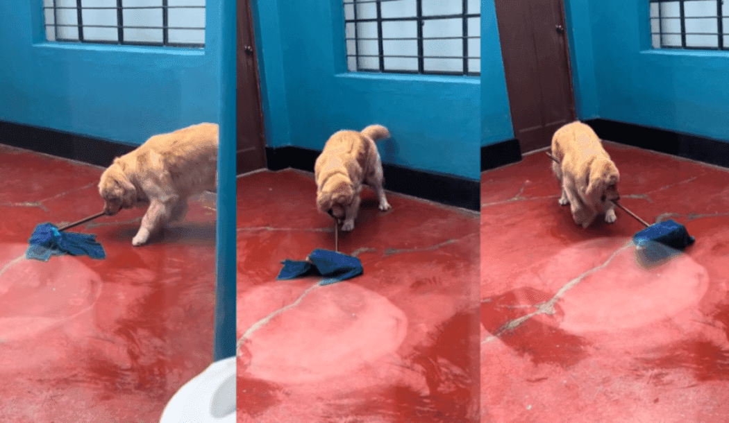 Video: Perro trapeando se hace viral