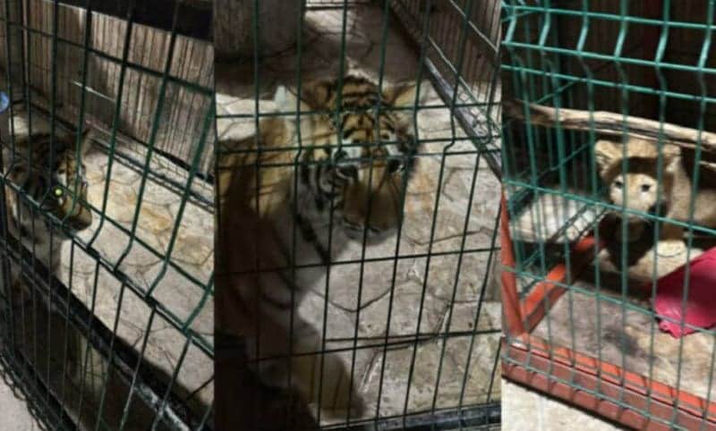 Rescatan a cachorros de tigre, pantera y león en finca de líder criminal en Tanhuato, Michoacán