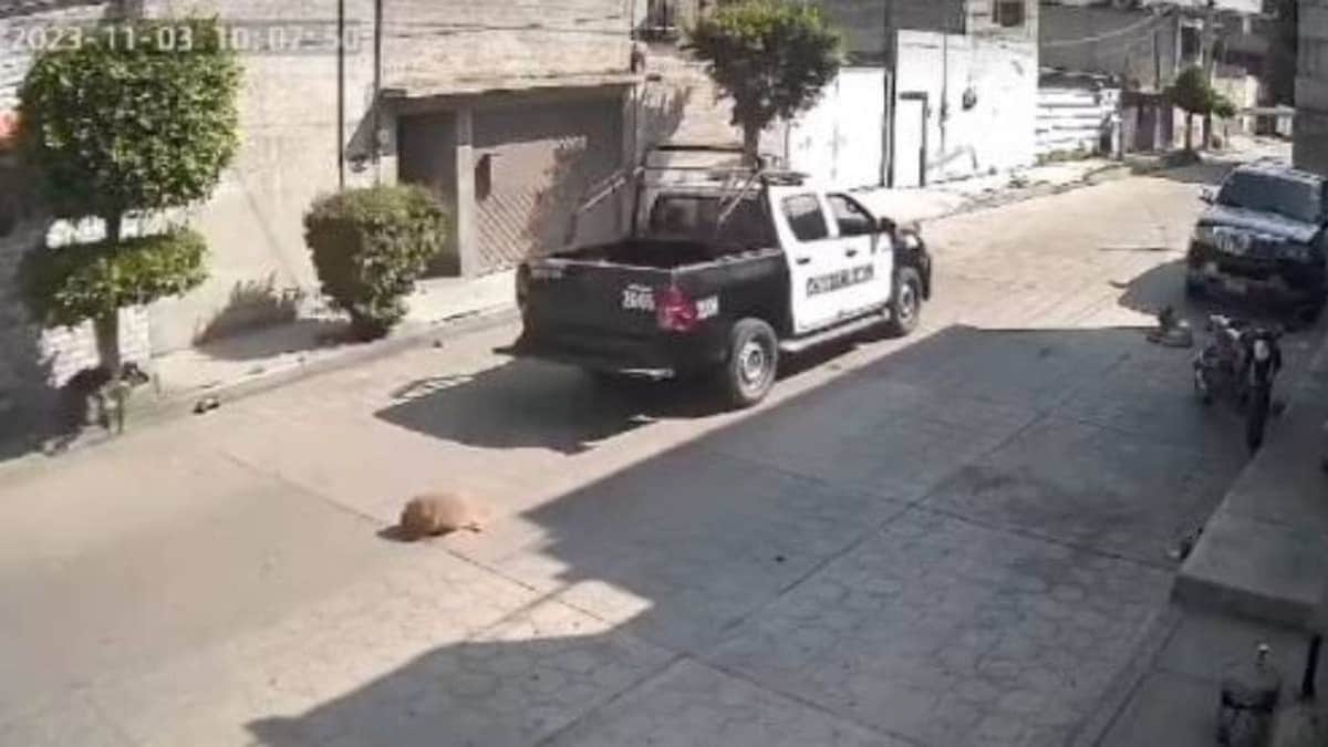 Separan de sus cargos a oficiales de Edomex que atropellaron y mataron a perrito