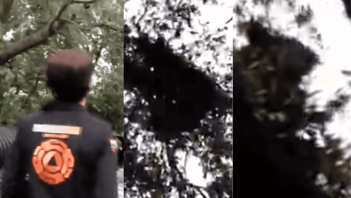 Video: Un oso y sus crías fueron vistos mientras comían sobre un árbol en Monterrey