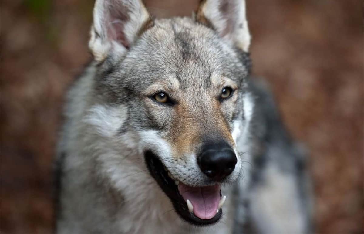Lobo que una familia tenía como mascota, mata a su bebé de tres meses en EEUU