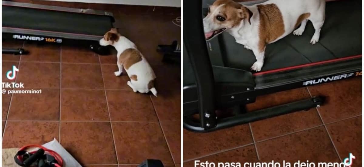 VIDEO: Perrito "fitness" se vuelve viral en TikTok por hacer ejercicios en una caminadora