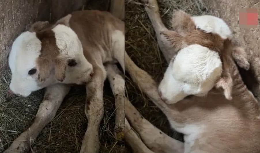 Video: Nace ternera de dos cabezas