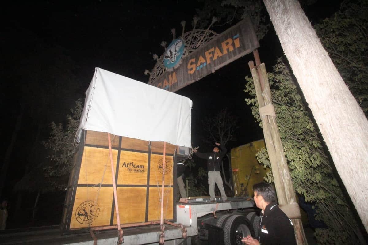 VIDEO: Tras más de 30 horas de viaje, Benito llega a su nuevo hogar en el Africam Safari de Puebla